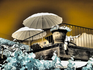 Wall Mural - Portugal, Douro Valley. Umbrellas at the resort pool