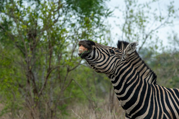 Wall Mural - Plains Zebra