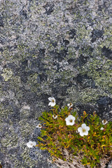 Poster - Flowers on the tundra, Cape Dezhnev, most eastern corner of Eurasia, Russian Far East