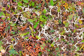 Poster - Plants on the tundra, Yttygran Island, Bering Sea, Russia Far East