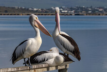 Pelicans Perched On A Railing On A Harbor
