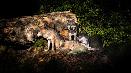 Wall Mural - Wolves resting in the dark forest with sunlight on them