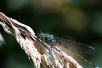 Canvas Print - Closeup shot of a small dragonfly sitting on a plant