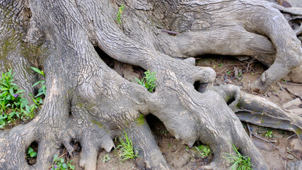 Sticker - Closeup shot of the roots of a tree