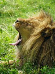 Wall Mural - Yawning adult lion lying in the grass.