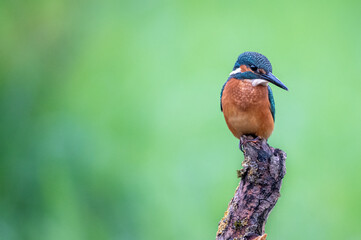 Sticker - Selective focus shot of a blue bird on a branch of a tree in a garden