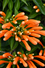 Sticker - Closeup shot of venous pyrostegia flower