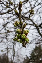 Canvas Print - Vertical shot of flower buds on the tree branch ready to blossom on a gloomy day