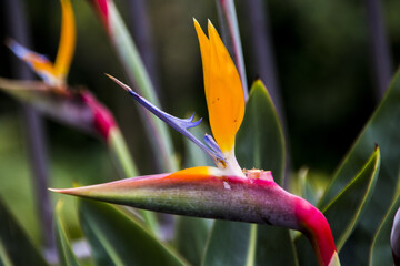 Sticker - Closeup shot of beautiful multicolored Strelitzia flowers growing in the garden