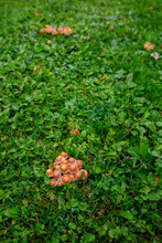 Mushroom Growing In The Grass.