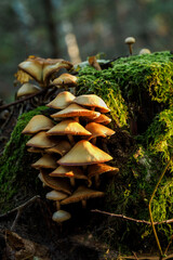 Wall Mural - Mushrooms in the forest on a tree stump.