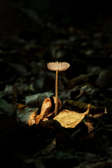 Canvas Print - Lonely mushroom in the forest with a glowing hat.