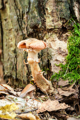 Sticker - Mushroom growing near a tree trunk in the forest.