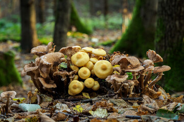 Sticker - Mushrooms in the forest on a tree stump.