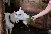 A White Goat With Beard And Dark Leather Collar Eats Green Grass From A Hand Inside A Shed. Little Girl Feeding A Goat With Forage In A Cote.