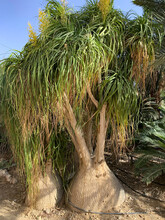 Beaucarnea Recurvata, Elephant Foot Or Ponytail Palm In Ein Gedi Botanical Garden