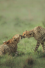 Vertical Shot Of Two Cheetahs Kissing On A Field