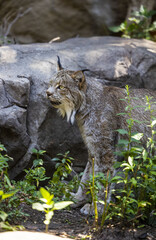 Wall Mural - Vertical shot of a gray lynx with an attentive look standing on the rocky area - wildlife