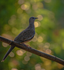 Sticker - Selective focus shot of a European turtle dove bird on a branch