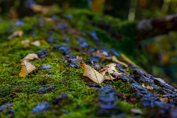 Poster - Selective of a mossy bark of a tree with fallen dry leaves