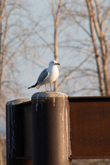 Wall Mural - Selective focus shot of a gull perching on pole