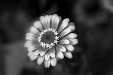 Grayscale Of A Zinnia Flower