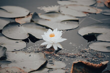 Water Lily Flower In A Pond