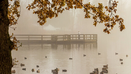 Wall Mural - Wooden pier on a foggy morning in a lake in Mill Lake, Canada