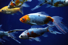 Group Of Shubunkin Fish Swimming In An Aquarium