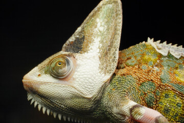 Wall Mural - Closeup shot of a green chameleon in the terrarium