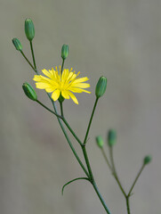 Poster - Rough Hawksbeard, close up weed