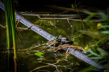 Canvas Print - Natural view of a frog on a dirty pond