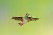 Buff-bellied Hummingbird (Amazilia yucatanensis) flying
