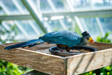 Closeup Shot Of A Great Blue Turaco On A Wooden Board With Food