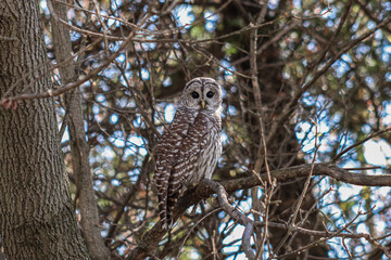 Poster - Wild barred owl looking at the camera perched on a tree branch