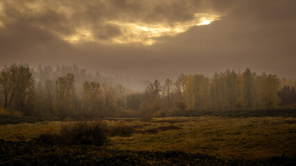 Canvas Print - View of the bright yellow sunset sky above the forest.