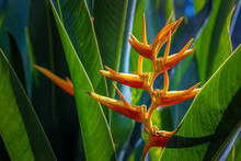 Tropical Plant Detail With Orange Flower