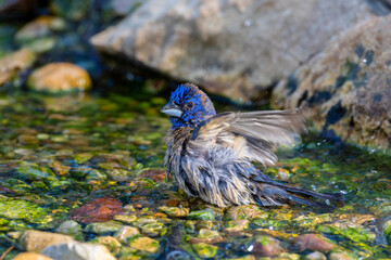 Sticker - Blue Grosbeak (Passerina caerulea) male bathing Marion County, Illinois.