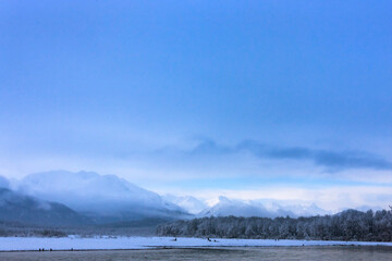 Wall Mural - Bald Eagles on snow by the river, Haines, Alaska, USA