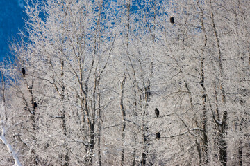 Canvas Print - Bald Eagles in the forest covered with snow, Haines, Alaska, USA