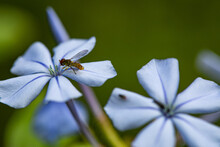 Bee On A Blue Plumbago Flower