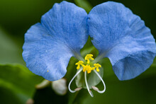 Closeup Shot Of A Blue Asiatic Dayflower