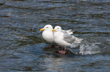 Sticker - Two seagulls in Brooks River, Katmai National Park, Alaska, USA