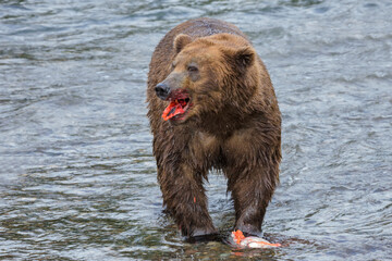 Canvas Print - Brown Bear eating salmon at Brooks Falls, Katmai National Park, Alaska, USA