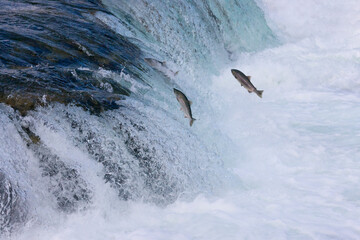 Canvas Print - Salmon jumping over Brooks Falls, Katmai National Park, Alaska, USA