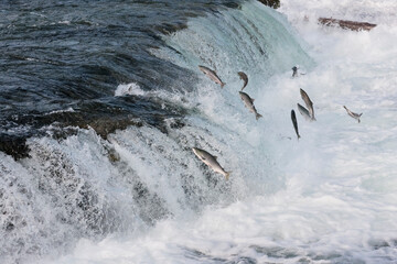 Poster - Salmon jumping over Brooks Falls, Katmai National Park, Alaska, USA