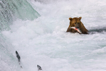 Sticker - Brown Bear catching salmon at Brooks Falls, Katmai National Park, Alaska, USA