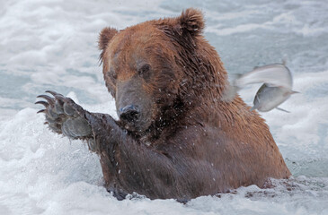 Sticker - Brown Bear catching salmon at Brooks Falls, Katmai National Park, Alaska, USA