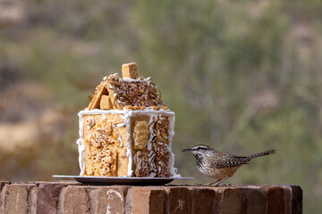 Poster - USA, Arizona, Buckeye. Cactus wren and house made with bird seed and suet.