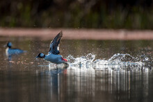 Bufflehead Duck Running On Water Taking Flight